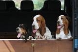 BASSET HOUND 041